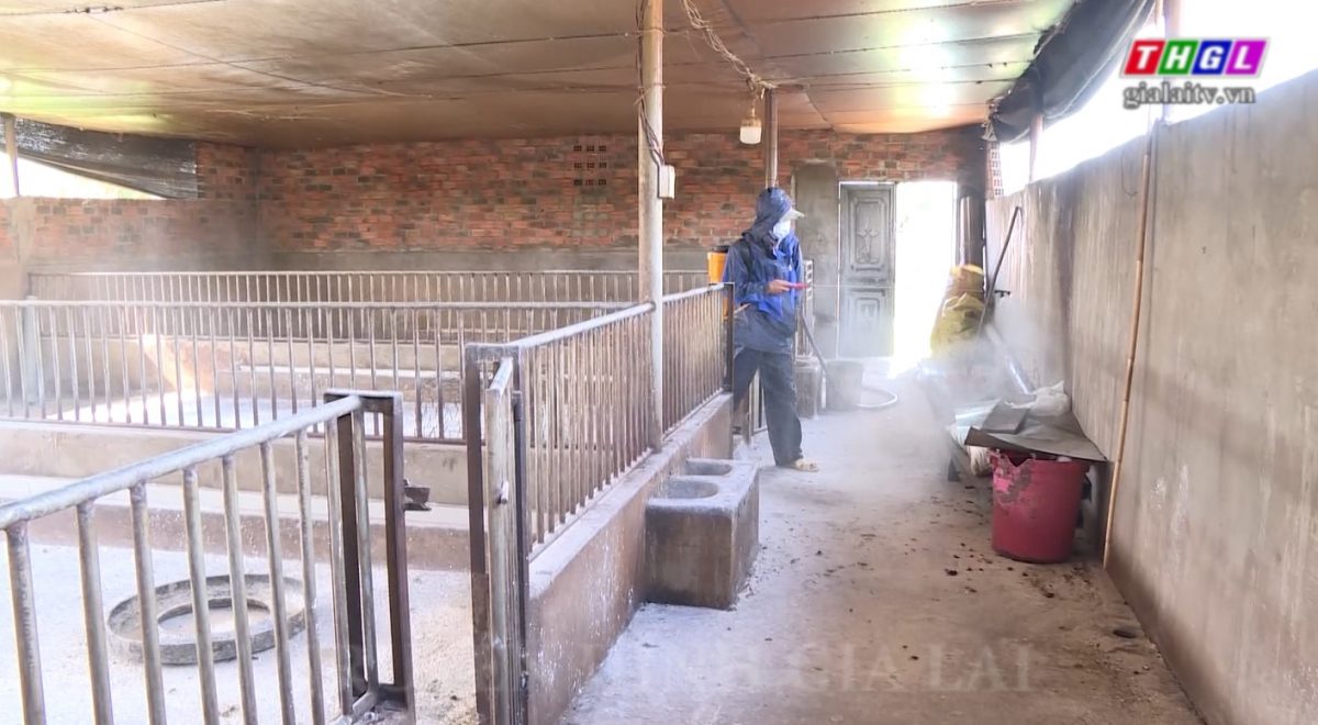 Huyện Ia Pa tập trung khoanh vùng, khống chế dịch tả lợn châu Phi