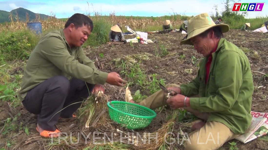 Hiệu quả mô hình trồng Nén ở xã Tơ Tung