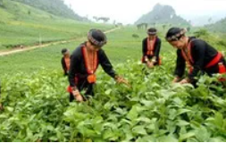 Nâng cao thu nhập – thách thức lớn nhất trong công tác giảm nghèo