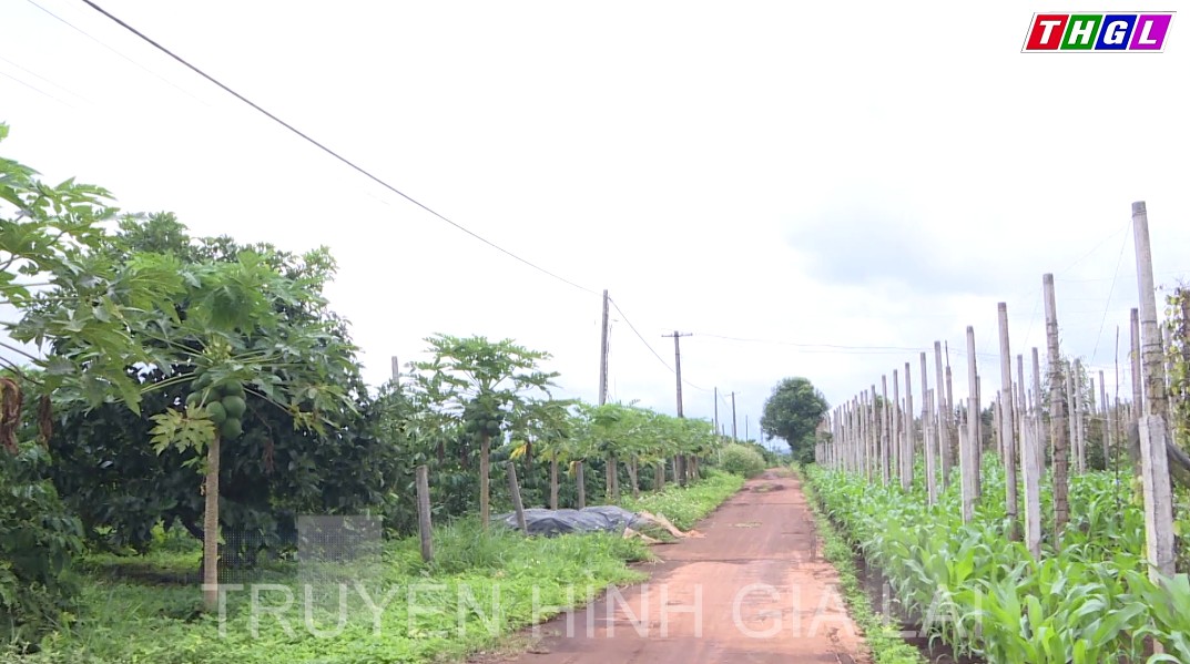 Hiệu quả từ mô hình trồng cà phê xen cây ăn quả của gia đình ông Nguyễn Văn Côi