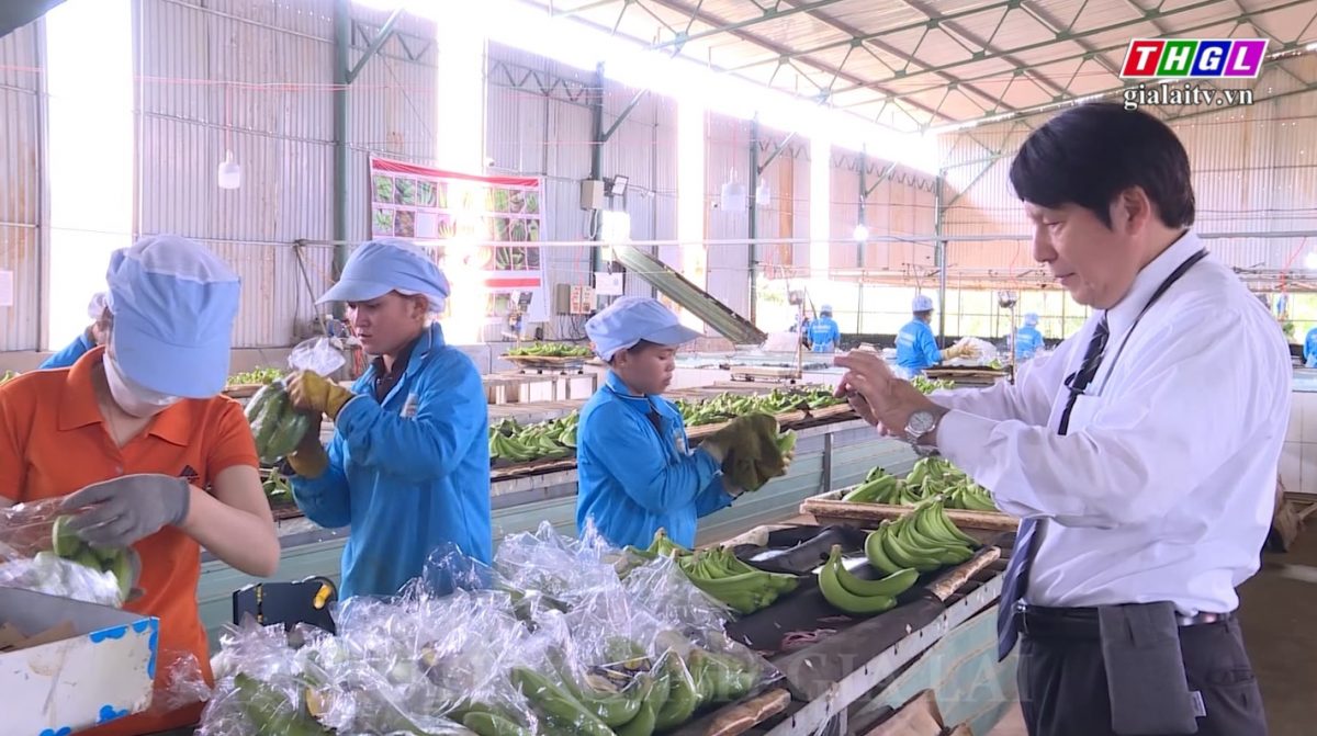 Tổng Lãnh sự Nhật Bản tại Thành phố Đà Nẵng thăm Tập đoàn Hoàng Anh Gia Lai