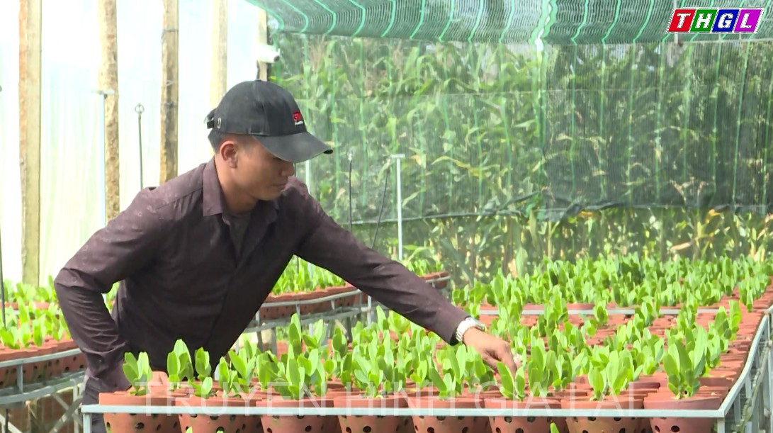 Cán bộ đoàn thanh niên tiên phong phát triển kinh tế