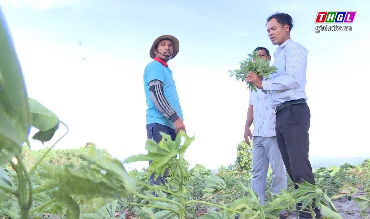 Hơn 17.000 ha mì của Gia Lai bị nhiễm bệnh khảm lá