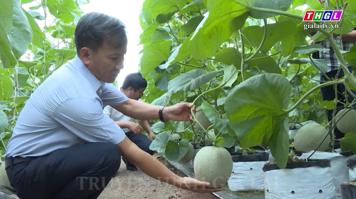 Nhu cầu về giống cây trồng chủ lực là rất lớn