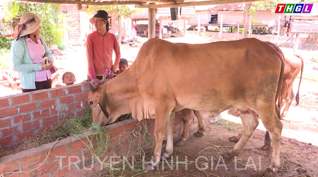 Hơn 56.600 hội viên, phụ nữ trong tỉnh Gia Lai được vay vốn với tổng số tiền hơn 2.387 tỉ đồng