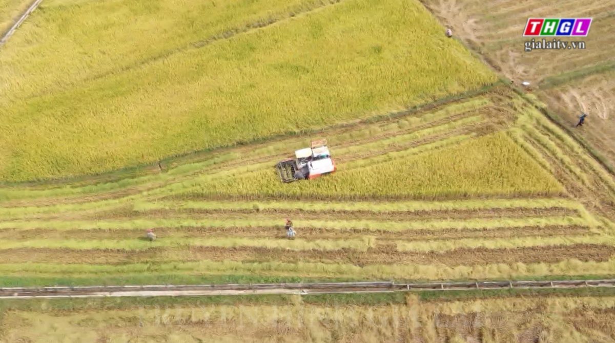 Nông dân Gia Lai tham gia chuyển đổi số