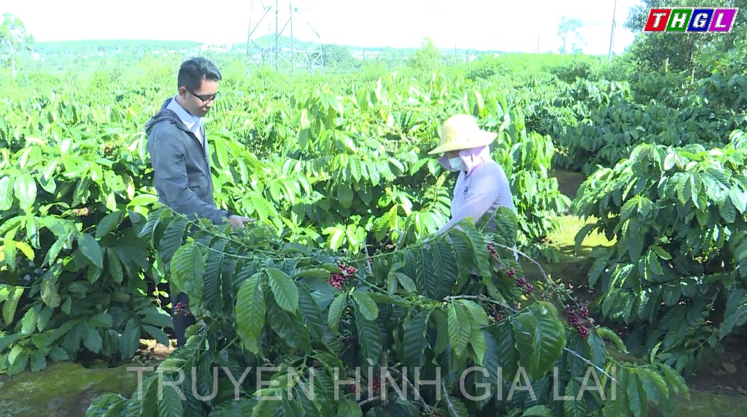 Đào tạo nghề cho lao động nông thôn