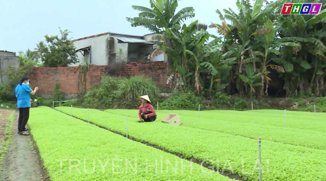 Hiệu quả CLB “Phụ nữ trồng rau an toàn” của phụ nữ thị xã An Khê