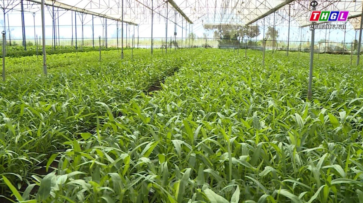 Gần 18 ha đất sản xuất rau, hoa trên địa bàn TP. Pleiku được trồng trong nhà lồng, nhà lưới