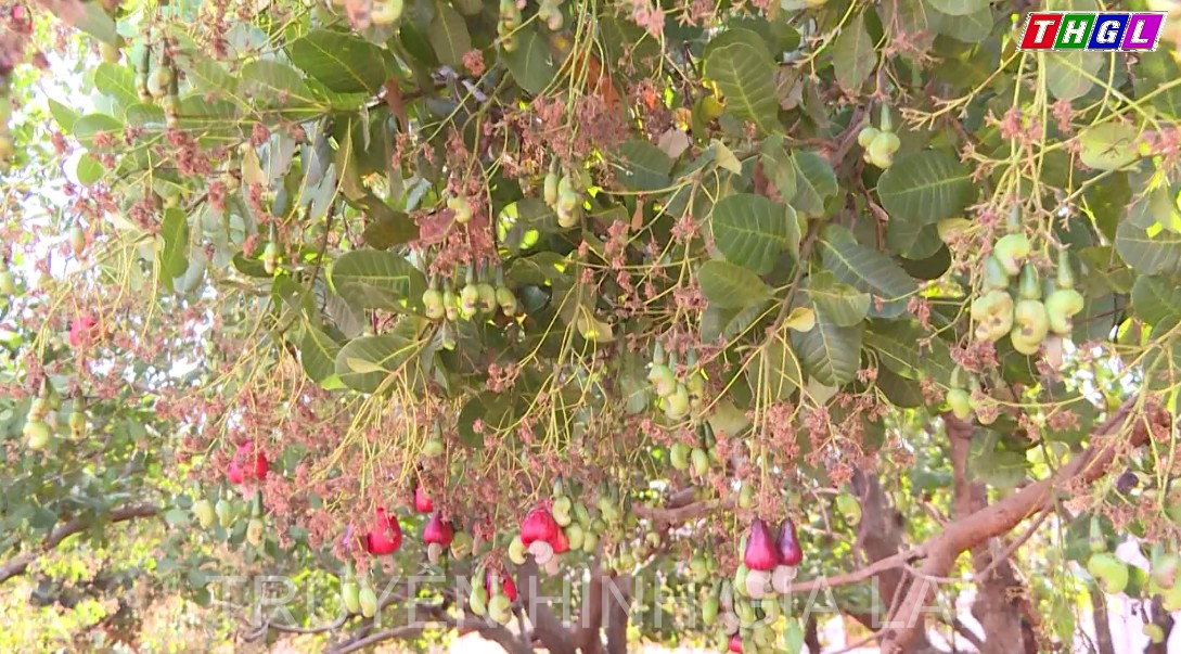 Huyện Đức Cơ tập trung phát triển, xây dựng trở thành thủ phủ cây điều của tỉnh Gia Lai