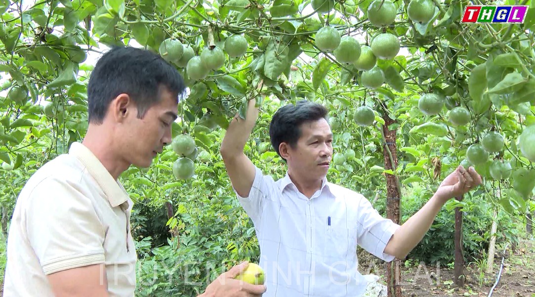 Thành công trong việc ghép chanh dây hương ổi,  mở ra hướng phát triển mới cho cây chanh dây Gia Lai