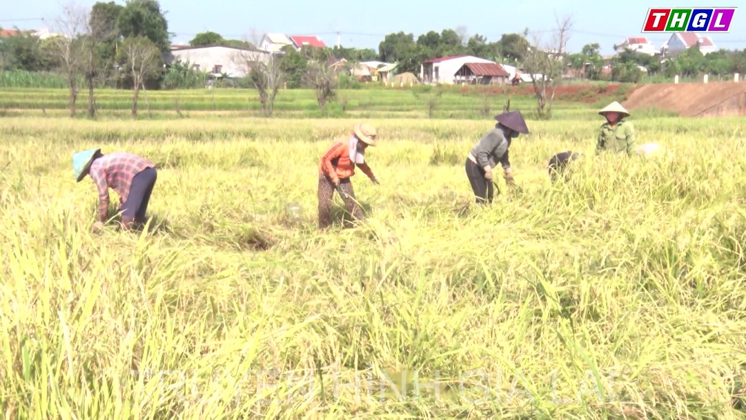 Nông dân Chư Pưh thu hoạch lúa vụ Mùa.