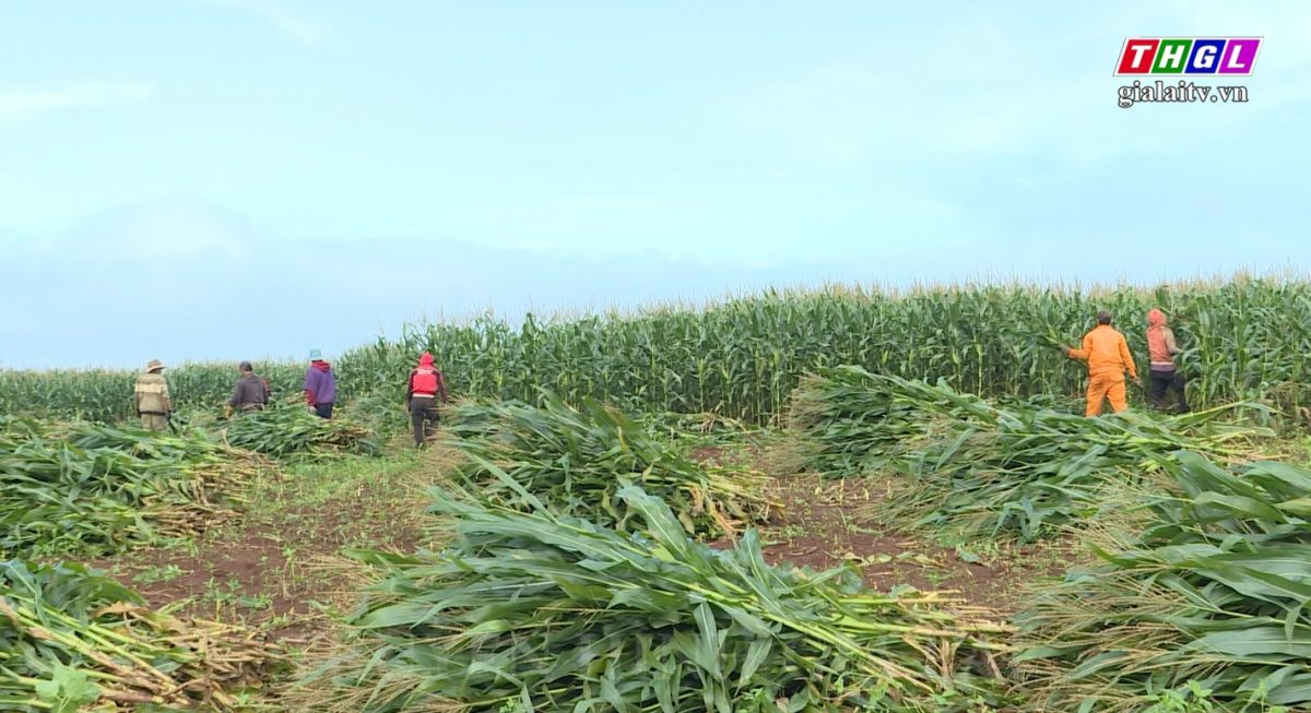 Xây dựng vùng ngô nguyên liệu thức ăn chăn nuôi tại Tây Nguyên