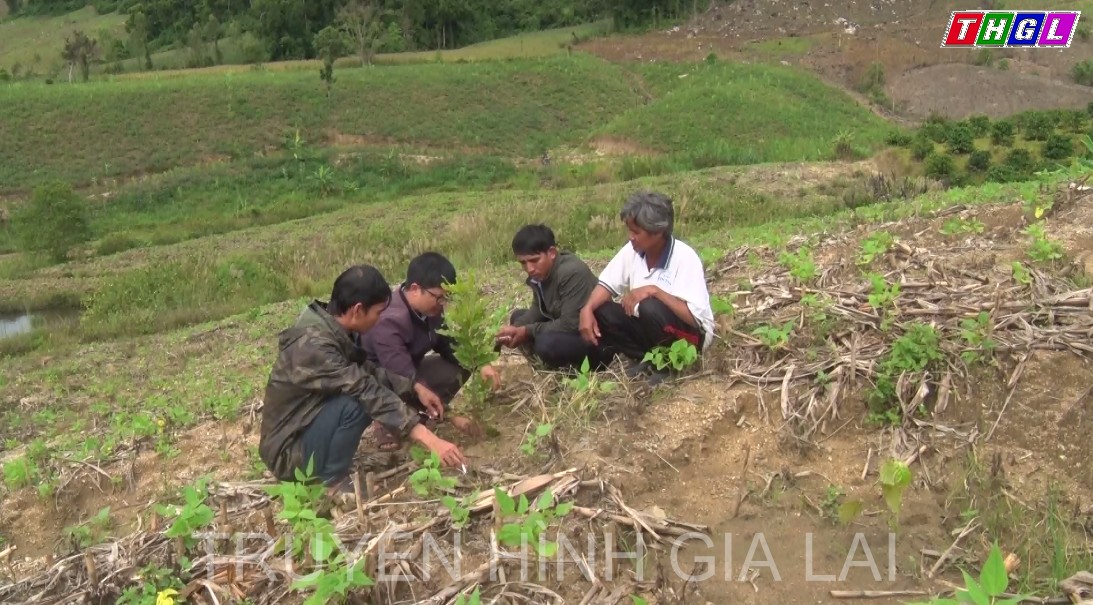 Kbang hỗ trợ giống mắc ca, giỗi xanh cho gần 750 hộ dân