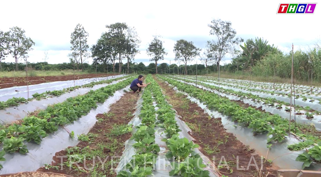 Hiệu quả từ việc chuyển đổi cơ cấu cây trồng của vợ chồng bà Vũ Thị Quy ở xã Ia Băng, huyện Chư Prông