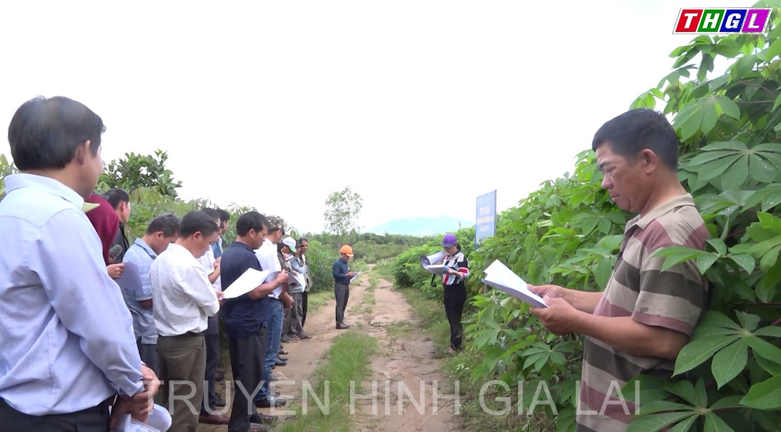 Đak Pơ: Hội thảo đầu bờ đánh giá mô hình khảo nghiệm giống sắn mới HN3, HN5