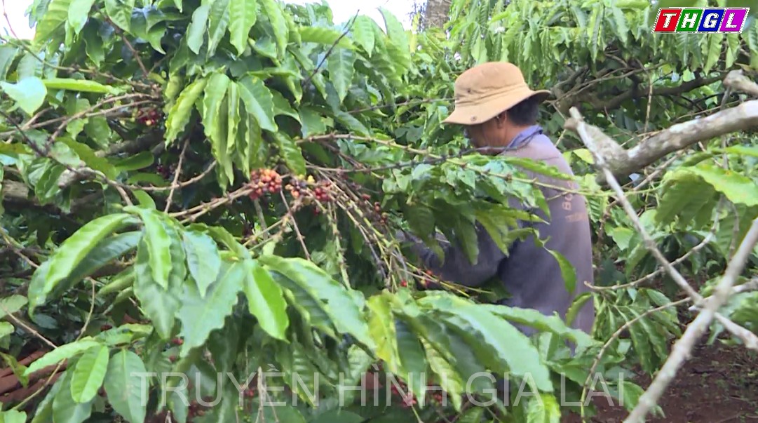 Nông dân kỳ vọng vào niên vụ cà phê mới