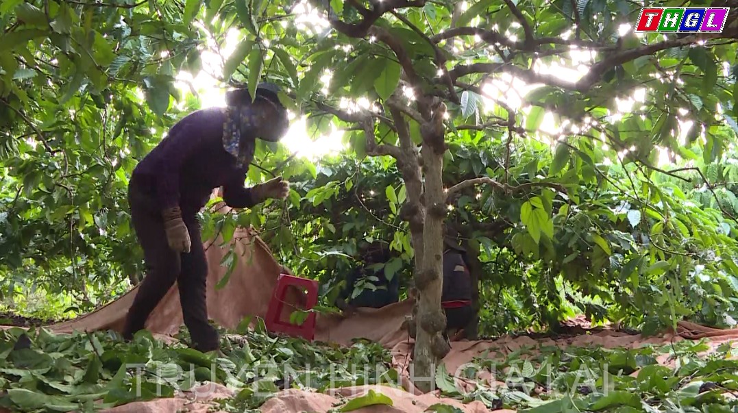 Chư Păh: Người dân thu hoạch cà phê được trên 50% diện tích