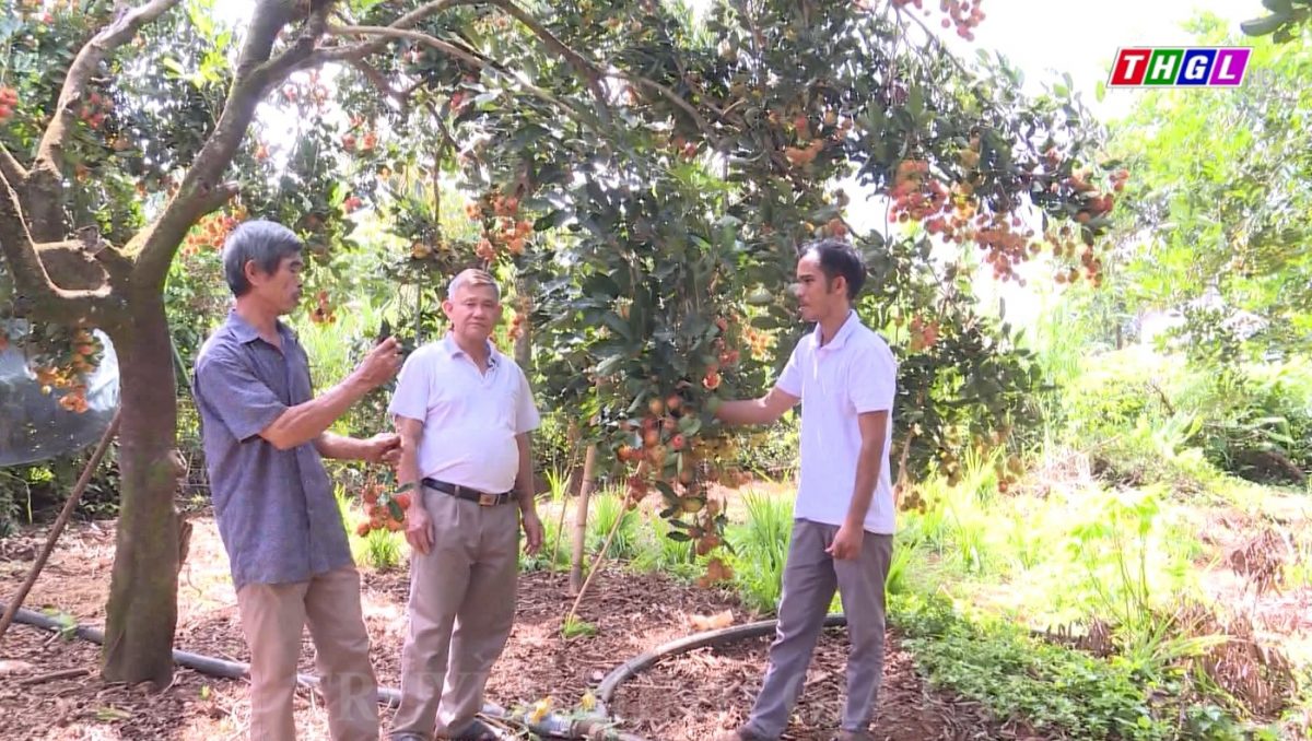 Chôm chôm Ia Grai được cấp chứng nhận nhãn hiệu tạo đà nâng cao giá trị sản phẩm