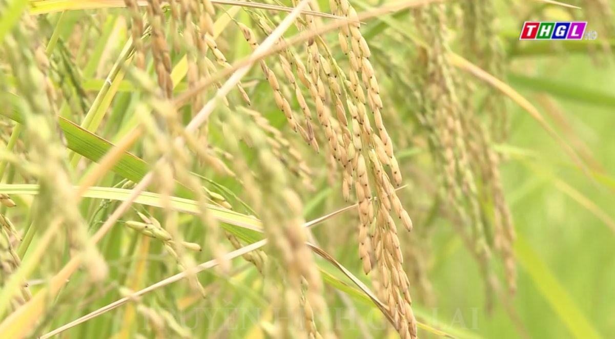 Huyện Mang Yang hoàn thành Dự án Liên kết sản xuất, tiêu thụ sản phẩm và chuyển giao công nghệ lúa Ba Chăm tại xã Đak Trôi