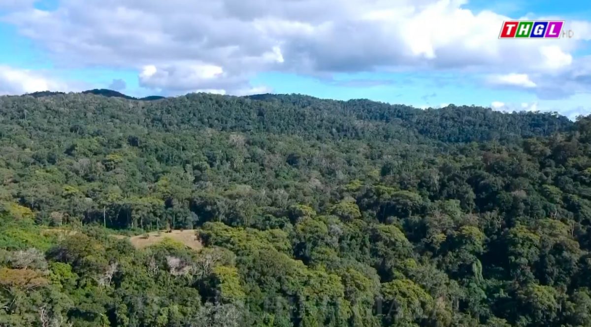 Nỗ lực bảo vệ rừng gỗ Hương ở huyện Kbang