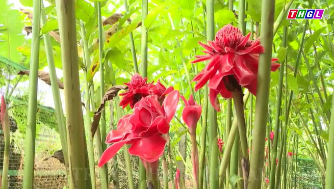 Hoa sen Đa Lộc – Loài hoa mới góp mặt trong Festival Hoa Đà Lạt năm 2022