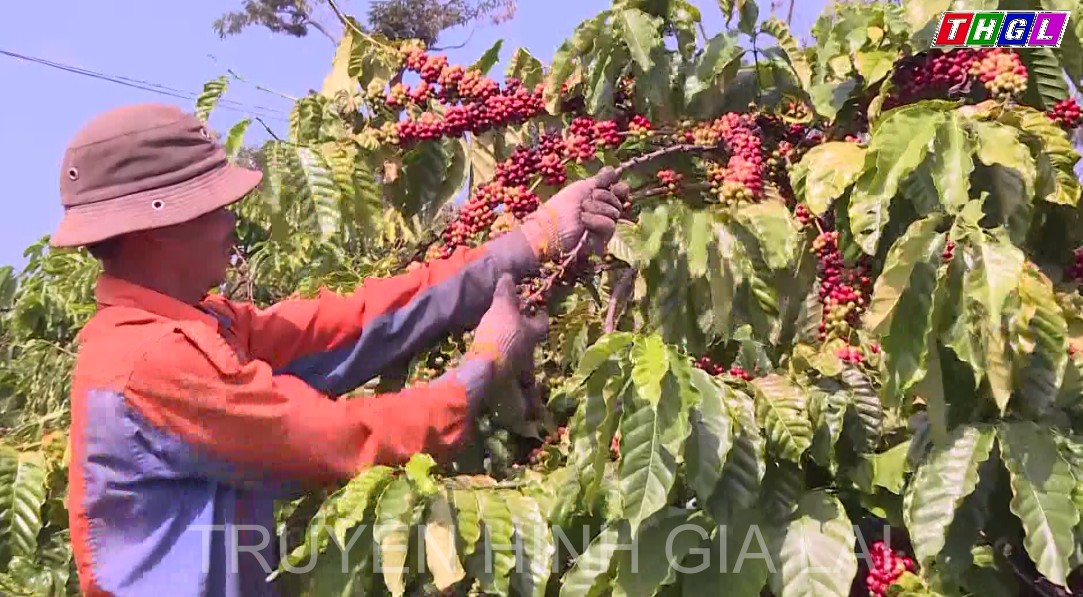 Thiếu nhân công mùa thu hoạch cà phê