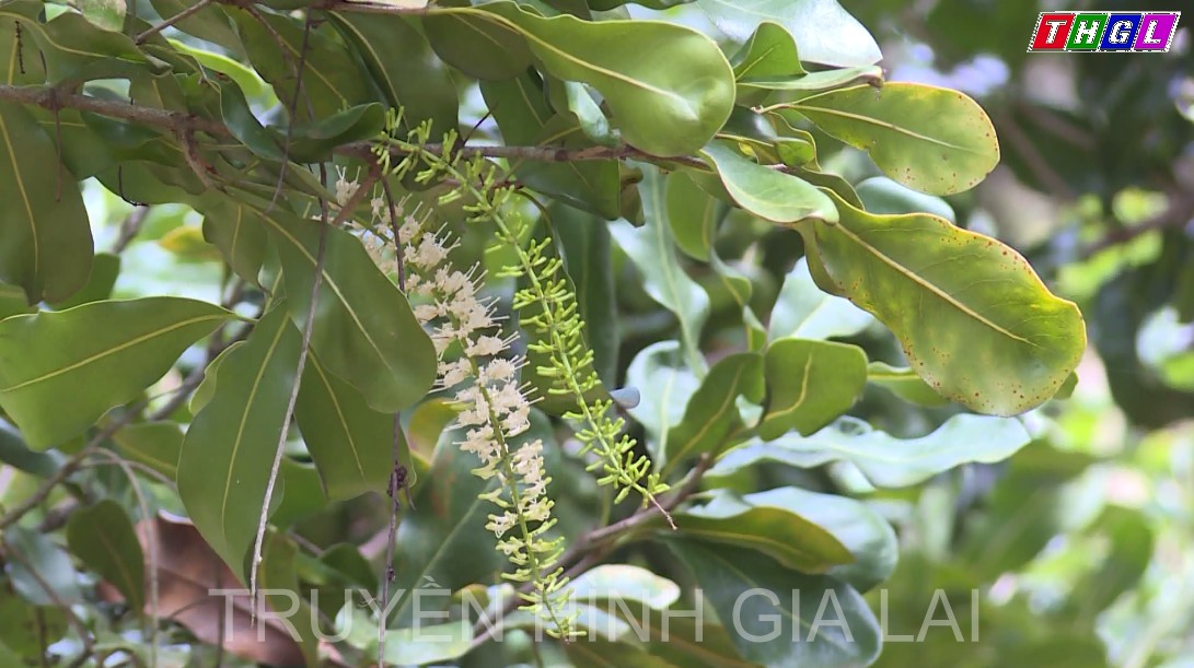 Hiệu quả kinh tế của cây mắc ca tại xã Hải Yang