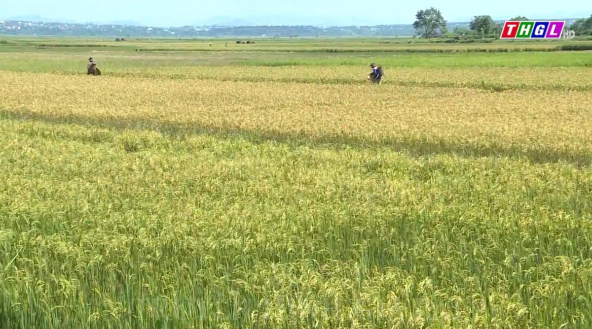 Đak Đoa xây dựng cánh đồng sản xuất lúa một giống chất lượng cao