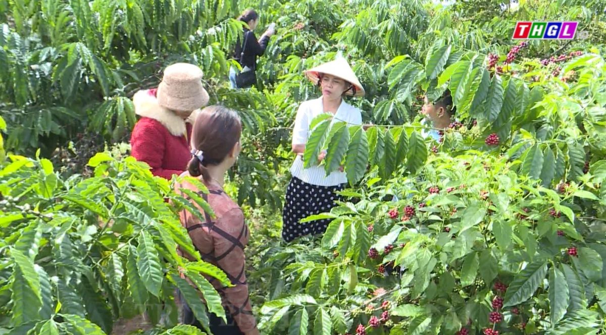 Hiệu quả từ mô hình phụ nữ tiết kiệm, giúp nhau phát triển kinh tế ở làng Ó, xã Ia Sao, huyện Ia Grai