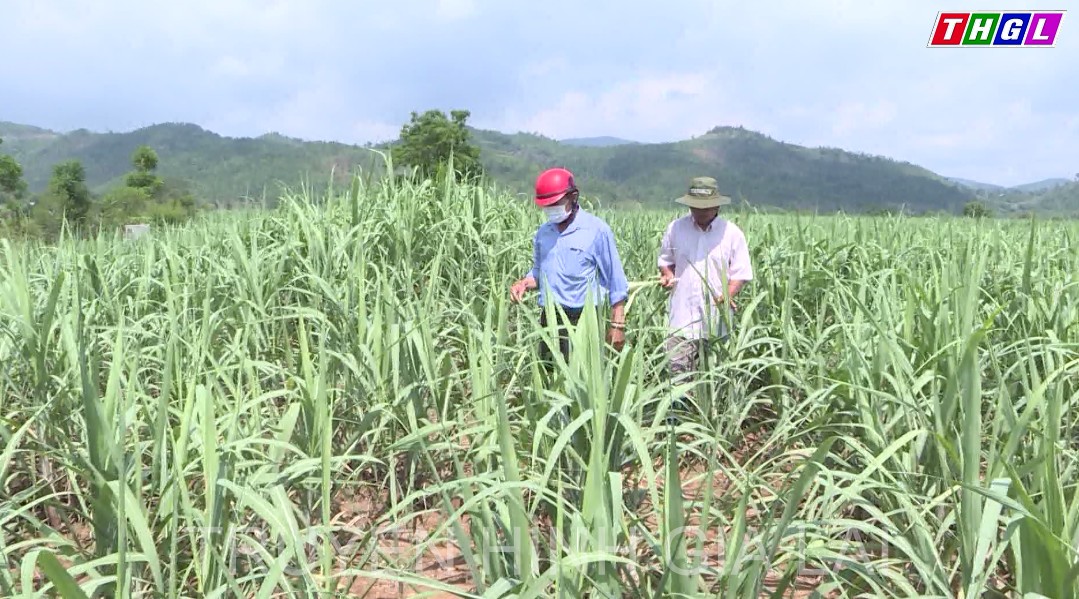 Hy vọng về một mùa mía ngọt