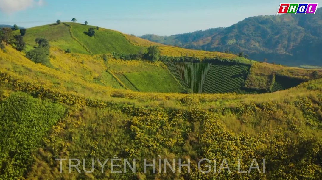 Tuần lễ Hoa Dã quỳ-Núi lửa Chư Đang Ya năm 2022 Khai mạc vào tối 11/11