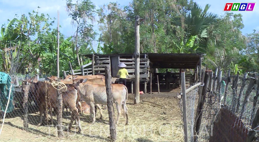 Ngân hàng Chính sách xã hội tỉnh Gia Lai đẩy mạnh giải ngân vốn vay theo Chương trình phục hồi và phát triển kinh tế – xã hội theo Nghị quyết số 11 của Chính phủ