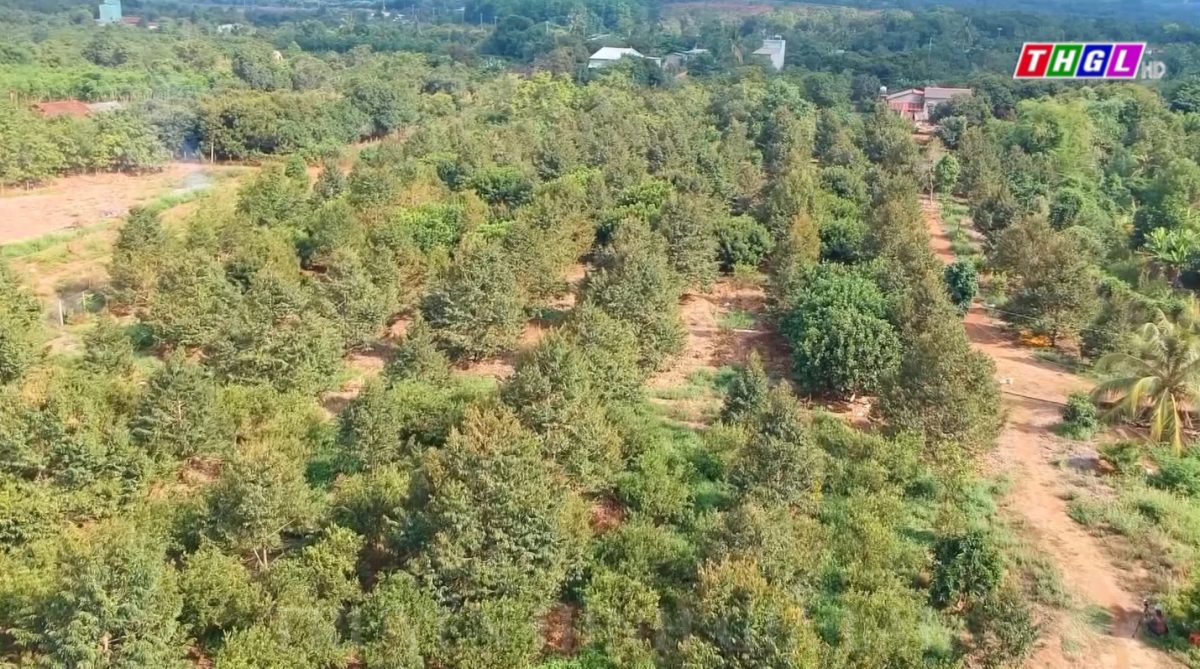 Giống Dona chiếm ưu thế với hơn 70% diện tích sầu riêng toàn tỉnh Gia Lai