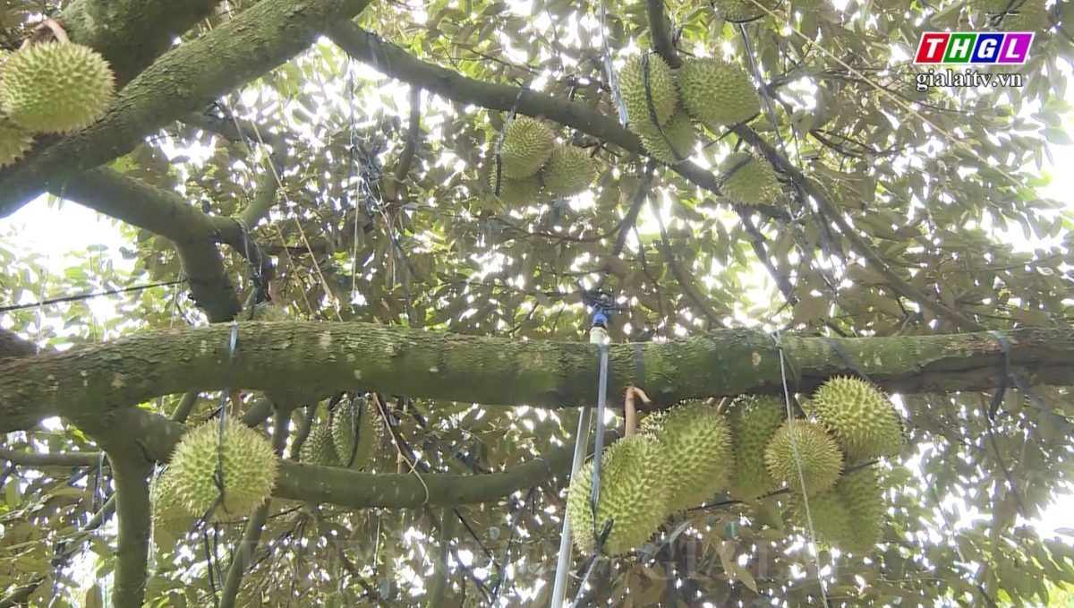 Gia Lai – Xây dựng mã số vùng trồng cho cây sầu riêng