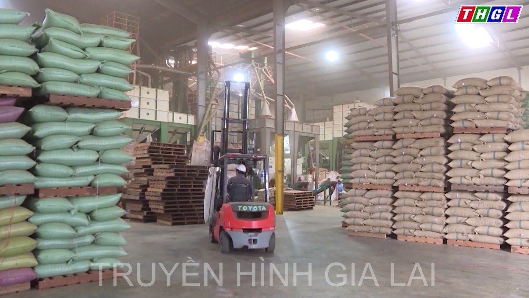 Giá trị kim ngạch của nhóm hàng nông sản chiếm tỷ trọng trên 80% kim ngạch xuất khẩu của tỉnh Gia Lai
