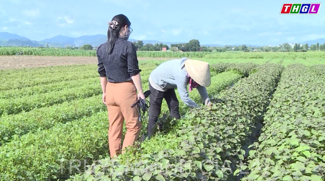 Hiệu quả bước đầu mô hình sản xuất, chế biến, tiêu thụ sản phẩm trà từ cây tía tô
