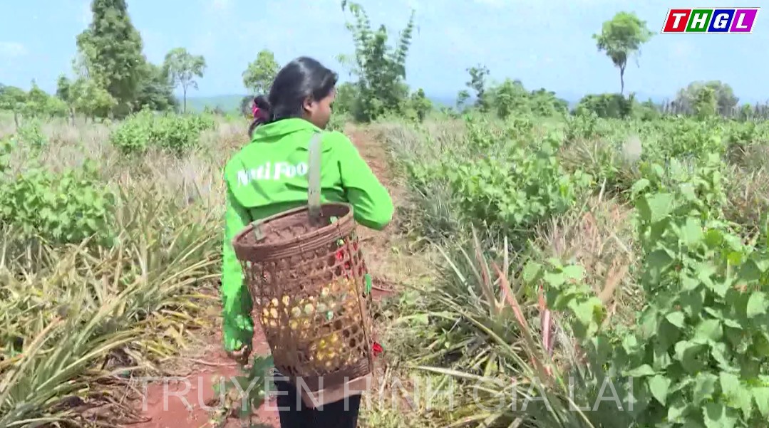 Người dân tộc thiểu số tỉnh Gia Lai vươn lên thoát nghèo