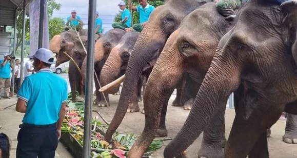Viện trợ hơn 55,4 tỷ đồng để chấm dứt du lịch cưỡi voi