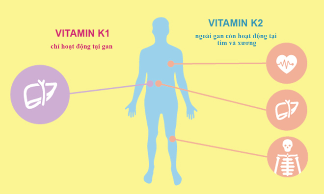 3 sự thật ít người biết về vitamin K2 – Có thực sự giúp trẻ phát triển chiều cao?
