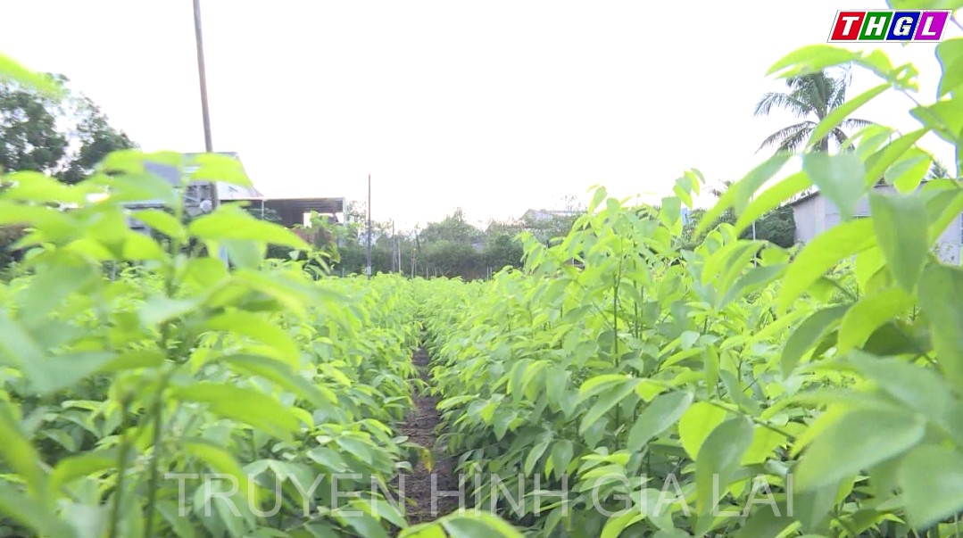 Gia Lai – Tăng khả năng cạnh tranh của sản phẩm rau, hoa, cây ăn quả