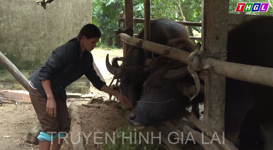 Quảng Ngãi: Bảo vệ đàn gia súc trước đợt rét lạnh