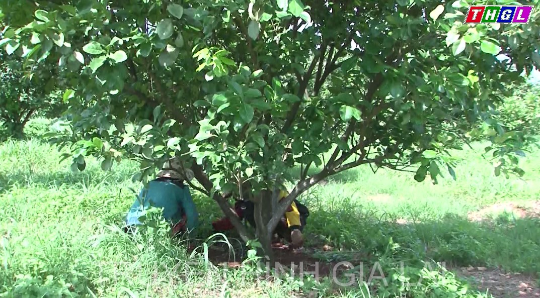 Huyện Đức Cơ còn trên 2.400 hộ nghèo