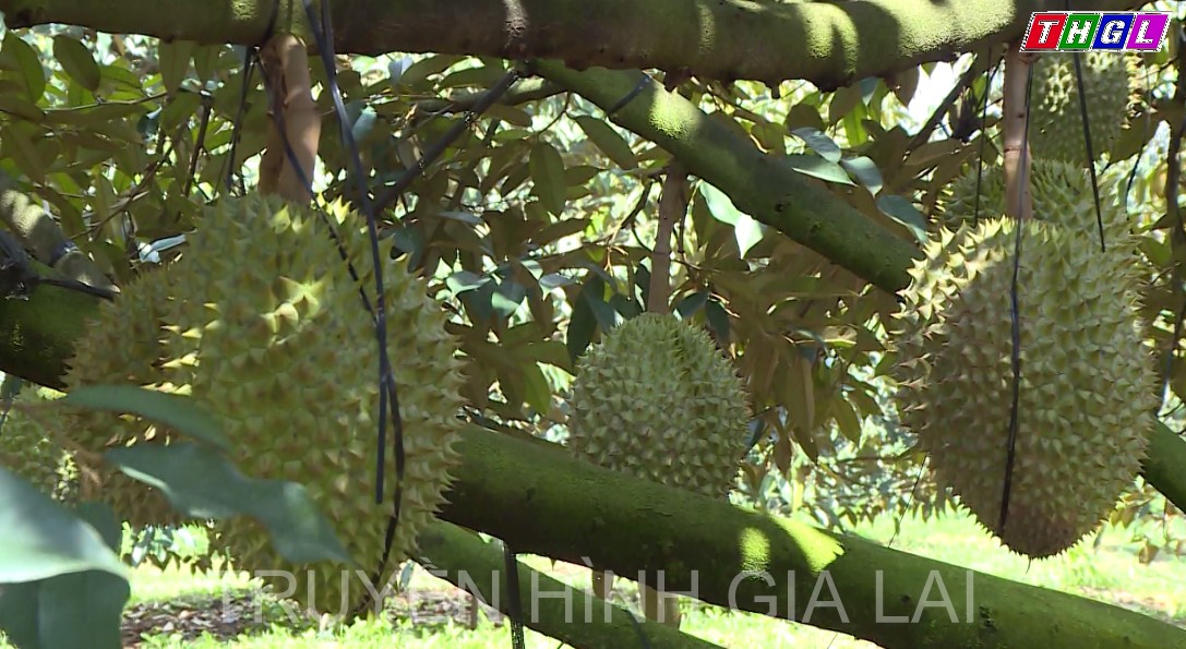 Xây dựng mã số vùng trồng cho cây ăn trái của Gia Lai