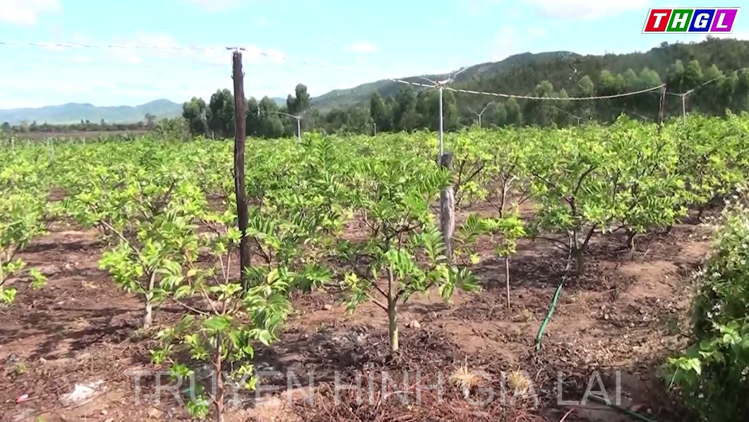 Năm 2022 tỉnh Gia Lai thực hiện chuyển đổi gần 3.000 ha đất sản xuất nông nghiệp kém hiệu quả