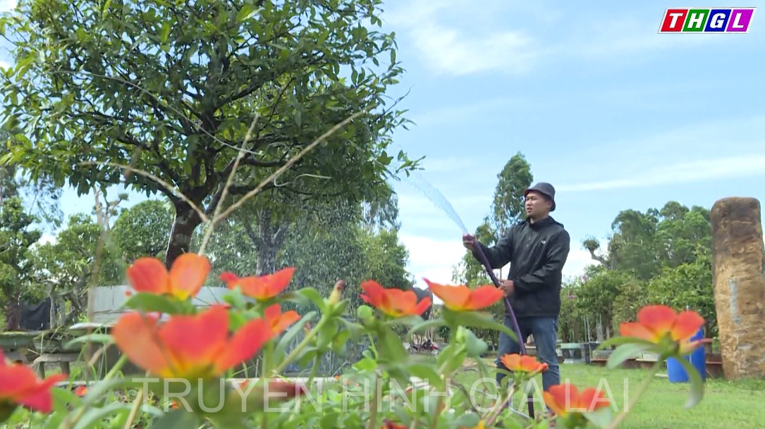 Nông dân huyện Mang Yang tích cực chăm sóc hoa phục vụ tết