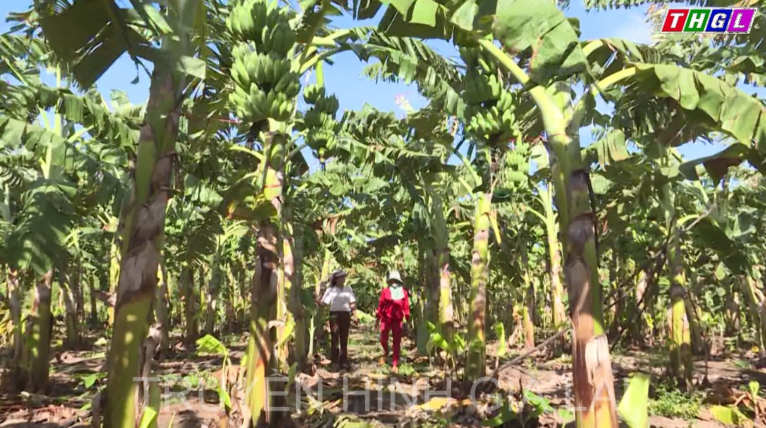 Nông dân chuẩn bị cho vụ chuối bán tết