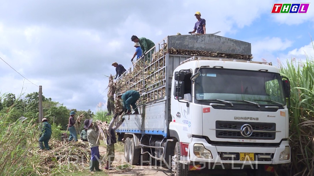 Gia Lai vào vụ mía chín