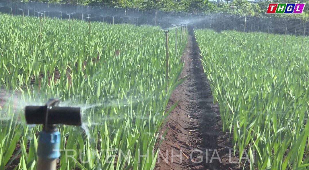 Hơn 360 ha hoa, cây cảnh sẵn sàng vụ Tết