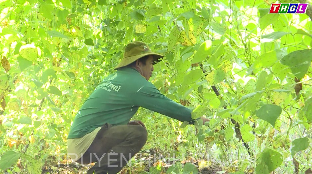 Nông dân Chư Sê phấn khởi khi rau, quả tăng giá